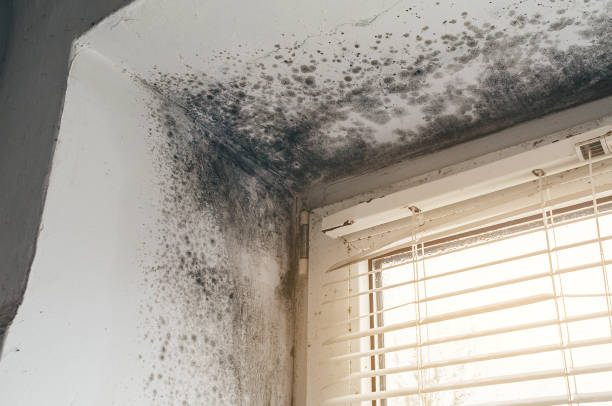 Affordable Mold Inspection And Testing solutions in Crocheron, MD